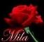 MILA WITH RED ROSE