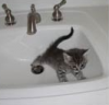 kitten in bath!