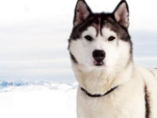 Husky
