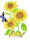 guy sun flower