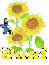 dani sun flower