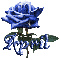 dark blue rose april