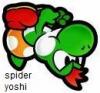 Spider yoshii 