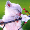 White Kittten on Flower