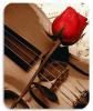 Violin with a red rose