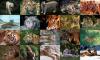 tiger collage