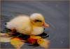 Little Duck