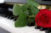 piano rose