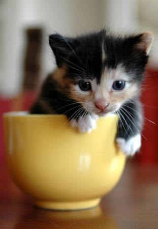 cutie