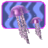 jellyfish swim