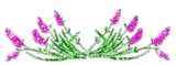 lavender flowers