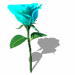 blue rose spin