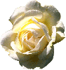 light white rose