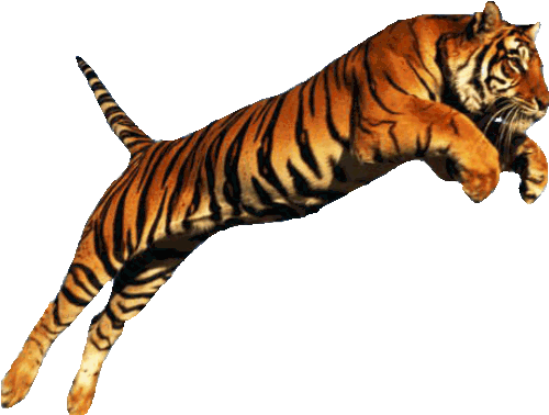 leaping year of the tiger