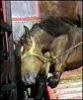 horses should not be slaughterd