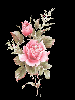 pink roses on dark