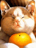 cat hugging a orange