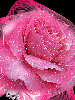lady astor pink rose