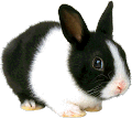 black and white bunny