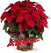 Christmas Flower- Annie