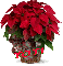 Christmas Flower - Toti
