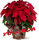 Christmas Flower - Yolanda
