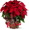 Christmas Flower - Rieka
