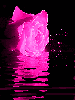 pink rose on dark waters