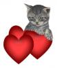 kitten and valentine hearts