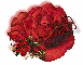 red rose -- Darla