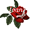 Butterfly Red Rose - Joan