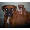 Dogs, Boxer
