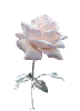 white glitter rose
