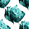 Color-Rose