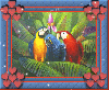 3 parrots