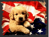 Amercian puppy