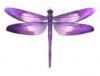 Purple dragon fly