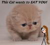 This cat wants to eat you