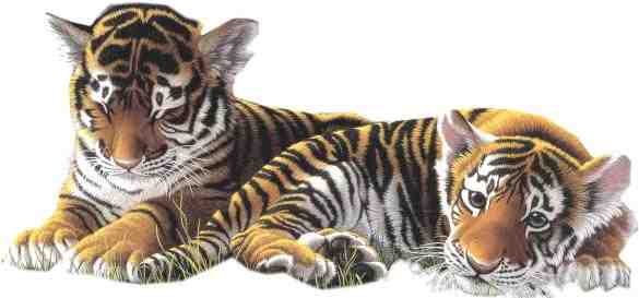 Baby Tiger sleepy and one tiger laying look at you