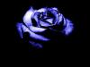 Black & Blue Rose