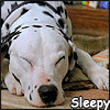 sleepy doggie