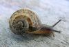 Slim the snail 