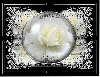 framed white rose