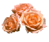 oranger roses