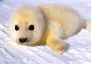 save the baby seals