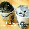 friends forever kittens