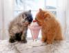 cats eat ice-cream