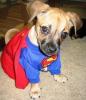 Superman Pup