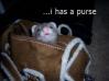 I has a purse