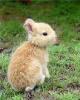 bunny(baby)